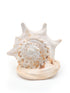 creamy white helmet seashell